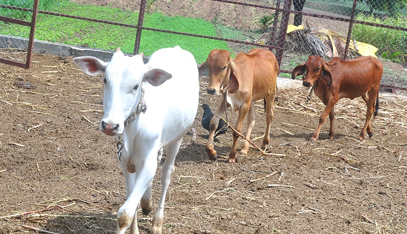 Desi Gir cow calves