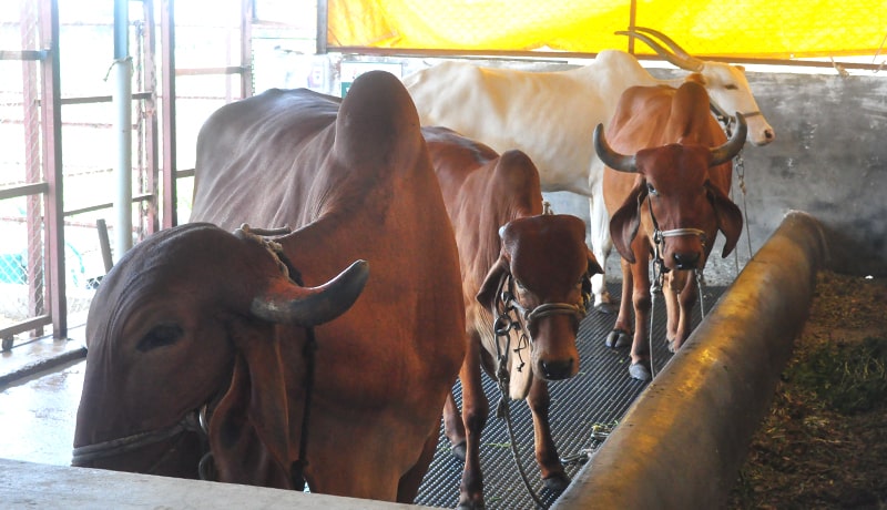 Desi Gir cows
